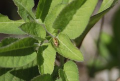 Creontiades rubrinervis