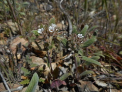Phacelia phacelioides