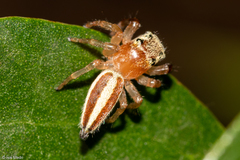Wedoquella macrothecata