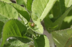 Creontiades rubrinervis