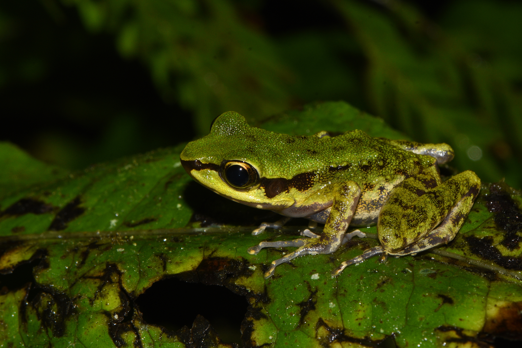 Chalcorana macrops · iNaturalist