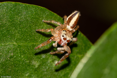 Wedoquella macrothecata