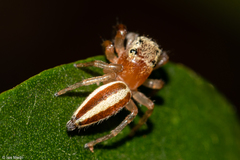 Wedoquella macrothecata