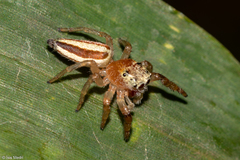 Wedoquella macrothecata