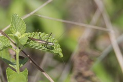 Conocephalus gracillimus