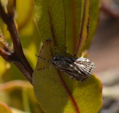 Eudonia venosa