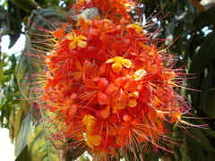 Saraca asoca