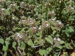 Phacelia phacelioides