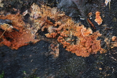 Peniophora aurantiaca