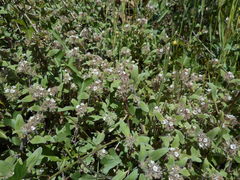 Phacelia phacelioides