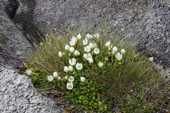Gentianella saxosa