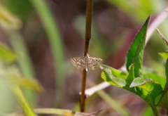 Pseudopyrausta santatalis