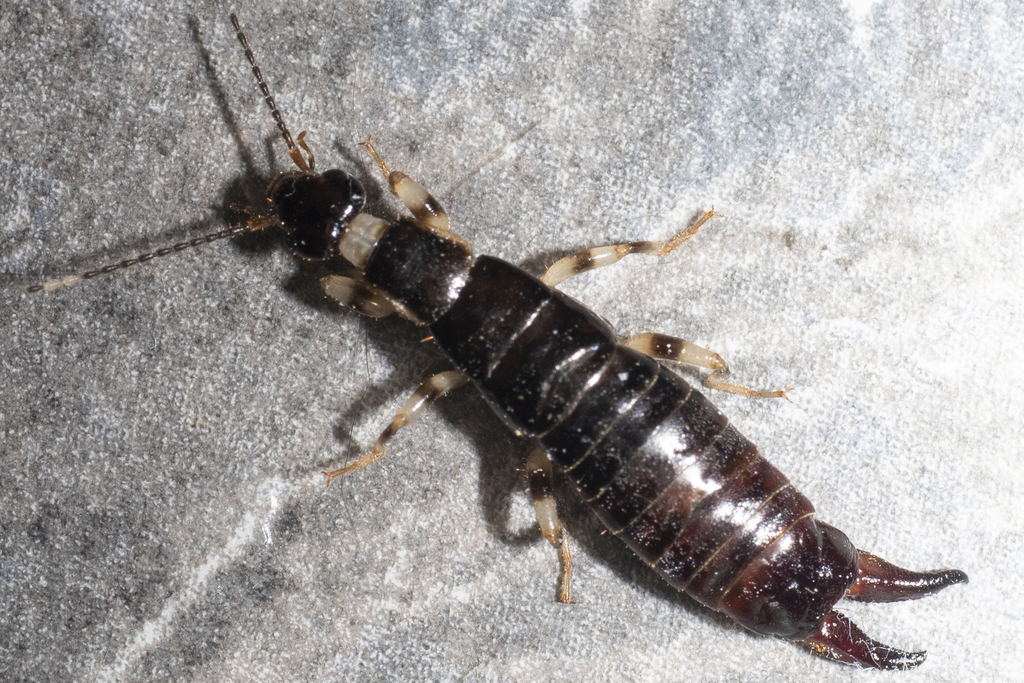 Ring-legged Earwig in September 2023 by Kyle Eaton. This Earwig was ...