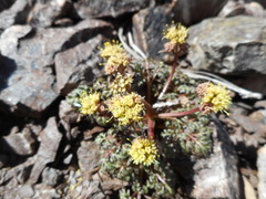 Sanicula saxatilis