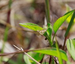Pseudopyrausta santatalis