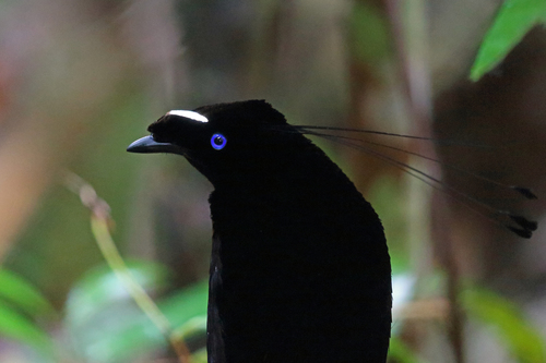 Parotia sefilata