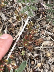 Androsace occidentalis