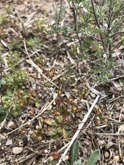 Androsace occidentalis