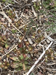 Androsace occidentalis