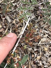 Androsace occidentalis