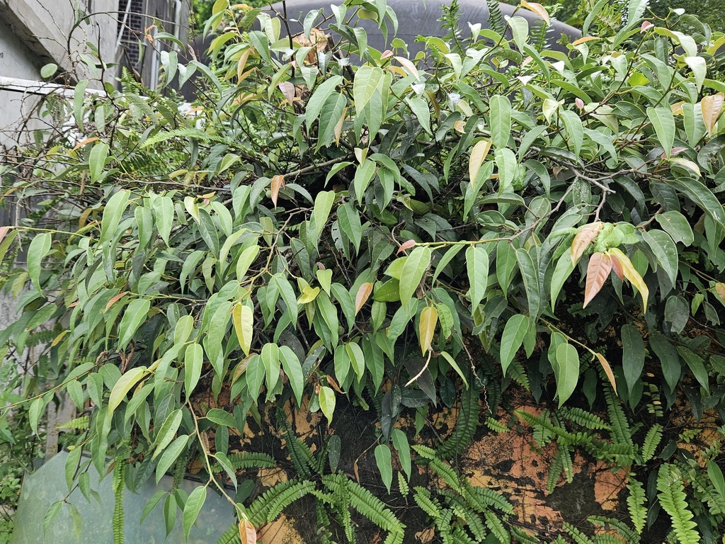 Ficus sarmentosa nipponica from 台灣臺北 on September 8, 2023 at 12:45 PM ...