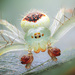 Araneus alboventris - Photo (c) Trey Wardlaw, alguns direitos reservados (CC BY-NC), uploaded by Trey Wardlaw
