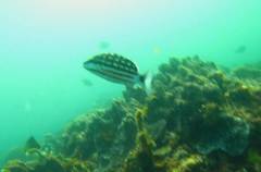 Lutjanus decussatus