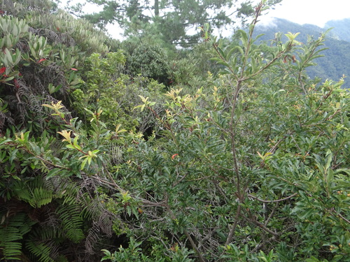 Image of Photinia niitakayamensis by (c) 呂一起(Lu i-chi), some rights reserved (CC BY)