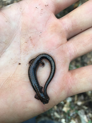 Plethodon electromorphus
