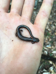Plethodon electromorphus