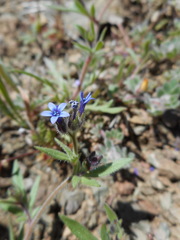 Allophyllum gilioides