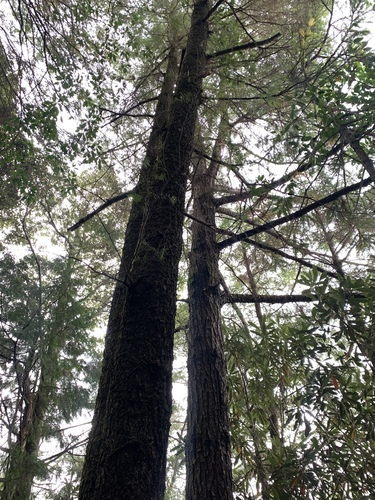 Image of Pseudotsuga wilsoniana by (c) 呂一起(Lu i-chi), some rights reserved (CC BY)