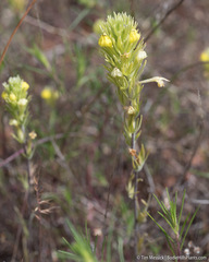 Castilleja lacera