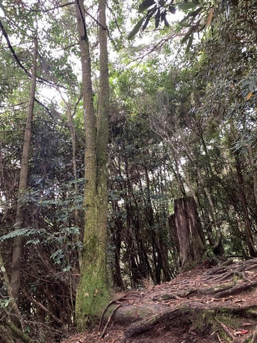 Image of Pseudotsuga wilsoniana by (c) 呂一起(Lu i-chi), some rights reserved (CC BY)