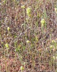Castilleja lacera