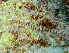 Corythoichthys flavofasciatus