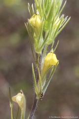 Castilleja lacera