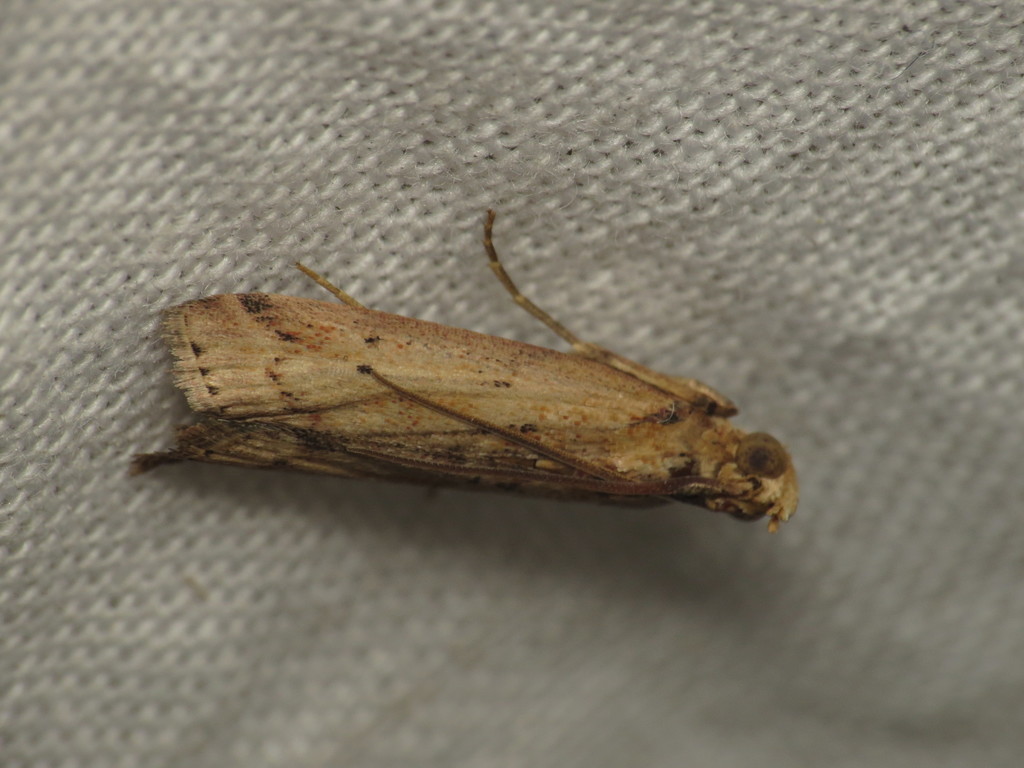 Faveria