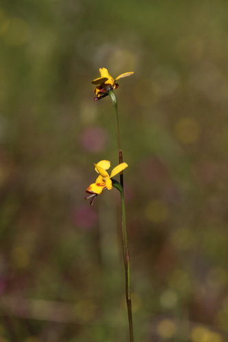 Image of Diuris laxiflora by (c) Hugo Innes, some rights reserved (CC BY)