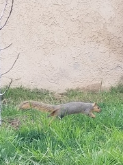 Sciurus niger