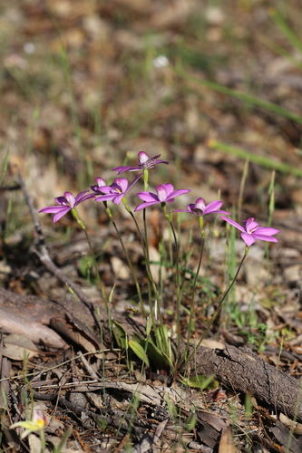 Image of Elythranthera emarginata by (c) Hugo Innes, some rights reserved (CC BY)