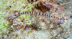 Corythoichthys flavofasciatus