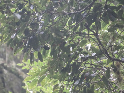 Image of Quercus morii by (c) 呂一起(Lu i-chi), some rights reserved (CC BY)