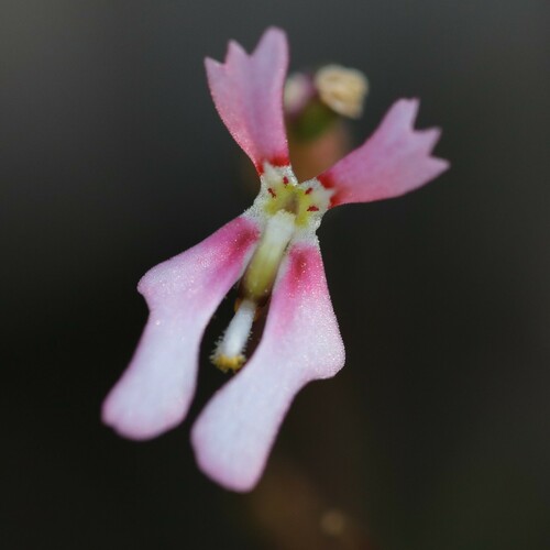 Stylidium ecorne (R.O.Erickson & J.H.Willis) Farrell & S.H.James