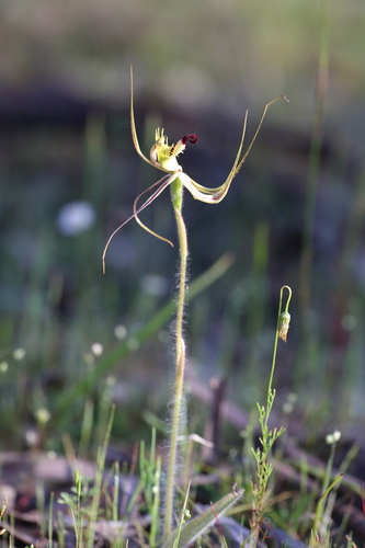 Image of Caladenia falcata by (c) Hugo Innes, some rights reserved (CC BY)