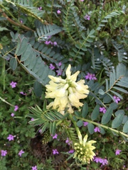 Astragalus pomonensis