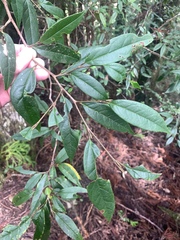 Sycopsis sinensis, photograph (c) 呂一起(Lyu yi-chi), some rights reserved (CC BY)