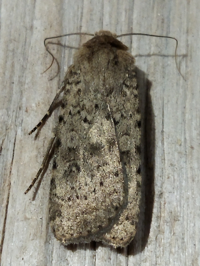 Rhyacia arenacea