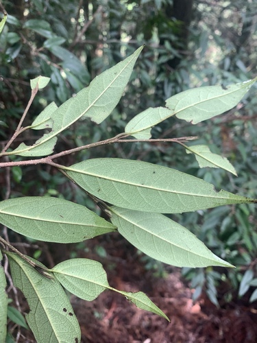 Sycopsis sinensis, photograph 6