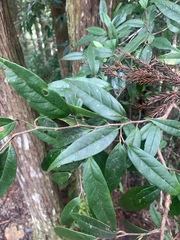 Sycopsis sinensis, photograph (c) 呂一起(Lyu yi-chi), some rights reserved (CC BY)